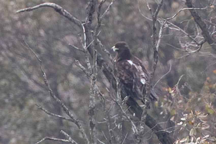 Greater Spotted Eagle